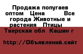 Продажа попугаев оптом › Цена ­ 500 - Все города Животные и растения » Птицы   . Тверская обл.,Кашин г.